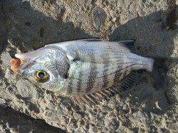 紀ノ川に投げ釣りへ、チヌやキビレGET