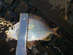 紀ノ川河口でのちょい投げ＆ウキ釣り釣果