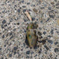 港内でエギング　夕マヅメの時合に立て続けに３杯