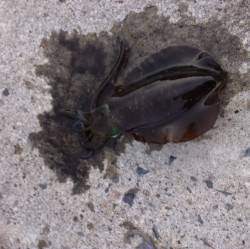 港内でエギング　夕マヅメの時合に立て続けに…