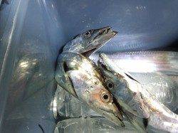 汐見埠頭でタチウオワインド　アタリ6回中3本確保