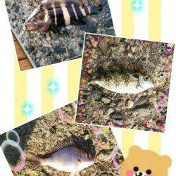 旭でエギング～ロックフィッシュ狙い