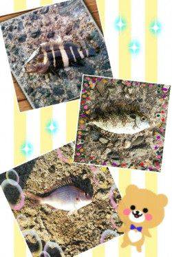 旭でエギング～ロックフィッシュ狙い