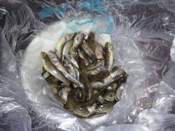 紀ノ川河口でのちょい投げ＆ウキ釣り釣果