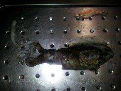 小島でエギング、着いて数投目にさい先よく1パイGET！