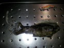 小島でエギング、着いて数投目にさい先よく1…