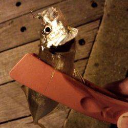 舞洲　ボトム狙いのアジングでアジ〜18cm13尾