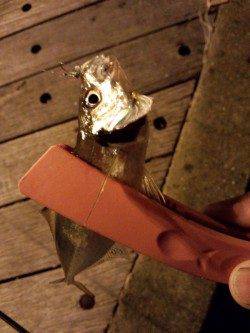 舞洲　ボトム狙いのアジングでアジ〜18cm13尾