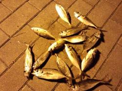 舞洲　ボトム狙いのアジングでアジ〜18cm…