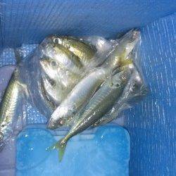 白木　エギングは反応無く、サビキでアジ狙い