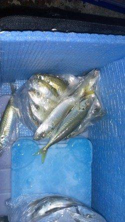 白木　エギングは反応無く、サビキでアジ狙い