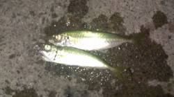 白木　エギングは反応無く、サビキでアジ狙い…