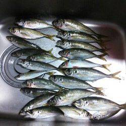 久美浜　ジグサビキでのアジは最大24cm　もちろん数釣りも