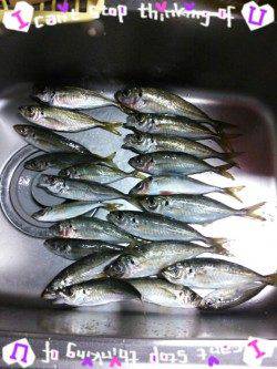 久美浜　ジグサビキでのアジは最大24cm　もちろん数釣りも