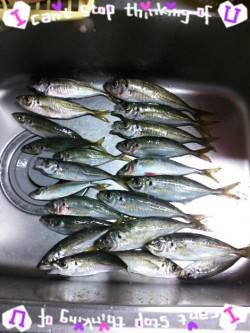 久美浜　ジグサビキでのアジは最大24cm　…