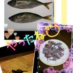 久美浜　ジグサビキでのアジは最大24cm　もちろん数釣りも