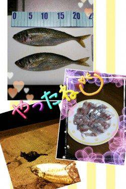 久美浜　ジグサビキでのアジは最大24cm　もちろん数釣りも