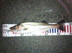 白灯台でシーバスをゲット！