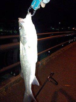 白灯台でシーバスをゲット！