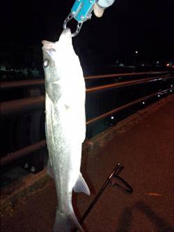 白灯台でシーバスをゲット！