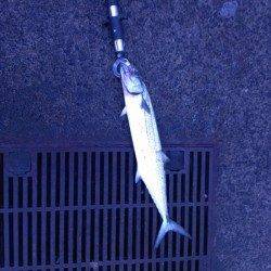 敦賀新港　早朝からのショアジギングでサゴシがヒット