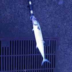 敦賀新港　早朝からのショアジギングでサゴシ…