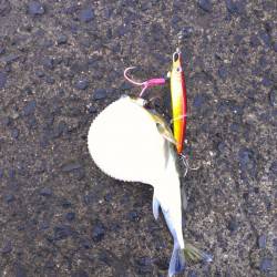 敦賀新港　早朝からのショアジギングでサゴシがヒット