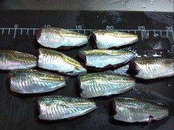 舞洲でサビキ釣り、アジングはイマイチでした…