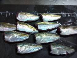 舞洲でサビキ釣り、アジングはイマイチでした…