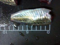 舞洲でサビキ釣り、アジングはイマイチでした…