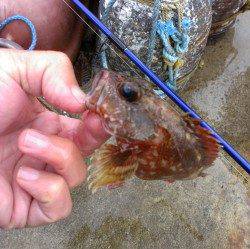 日向湖でのサビキ&アジング釣果