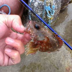 日向湖でのサビキ&アジング釣果