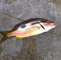 日向湖でのサビキ&アジング釣果