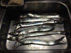 兵庫突堤へタチウオのリベンジ釣行