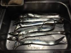 兵庫突堤へタチウオのリベンジ釣行