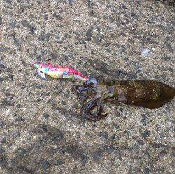 白木にてディエギング　少し濁りもあり厳しい釣行でした