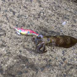 白木にてディエギング　少し濁りもあり厳しい…