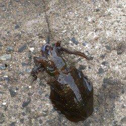 白木にてディエギング　少し濁りもあり厳しい釣行でした