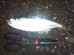 舞洲でのアジング釣果