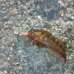 舞洲でのアジング釣果