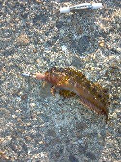 舞洲でのアジング釣果