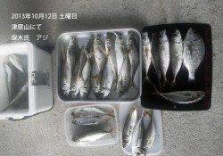津居山で良型アジ大漁です♪