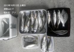 津居山で良型アジ大漁です♪