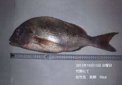 【13日】竹野で立派なマダイ★