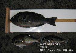 三尾のグレ釣果　口太50cm&尾長39cm