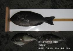 三尾のグレ釣果　口太50cm&尾長…