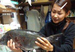 津居山にて50cmの立派なチヌ♪