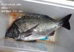 津居山にて50cmの立派なチヌ♪