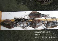 浜坂　エギングでのアオリイカ釣果