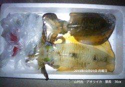 竹野にてアオリイカ胴長36㎝！